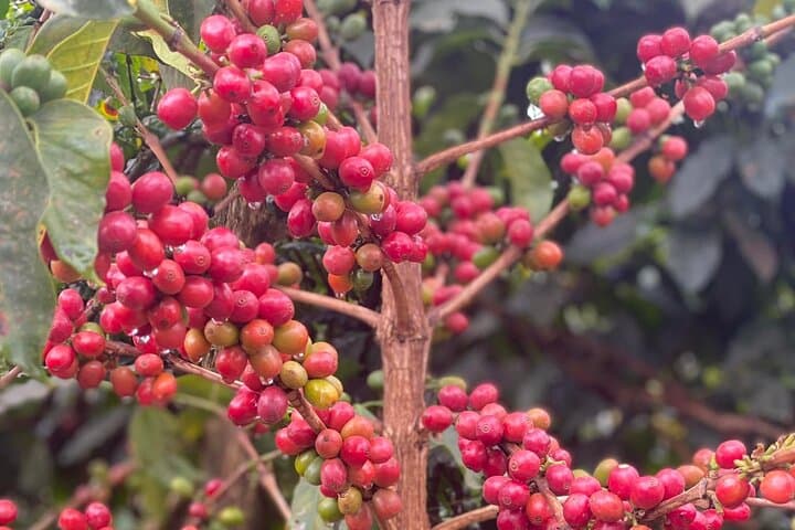 Fairview Estate Coffee Tour — Guided Kiambu Farm & Factory Day Trip from Nairobi