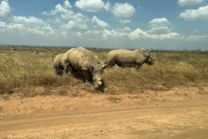 Nairobi National Park Adventure with Kenyan Lunch and Local Shopping Experience photo 1