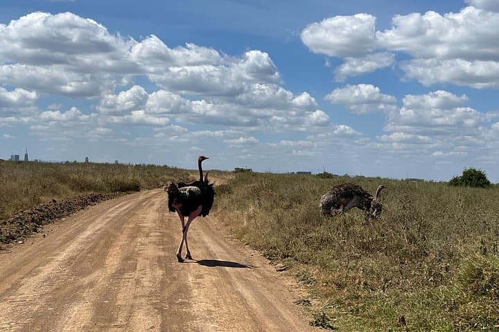 Nairobi National Park Adventure with Kenyan Lunch and Local Shopping Experience photo 3
