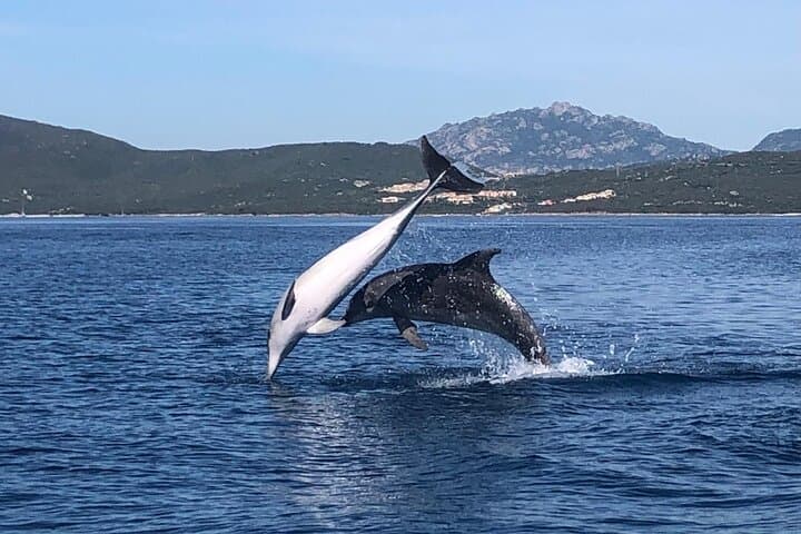 Dolphin Watching Boat Tour from Olbia: Figarolo Dolphin Safari (2 Hours) photo 1