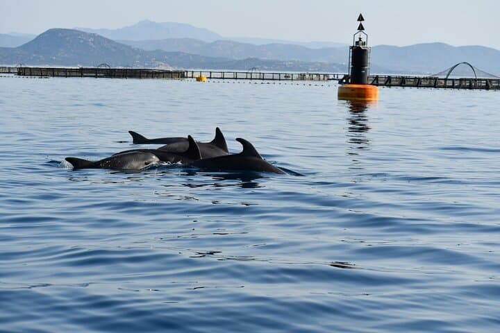 Dolphin Watching Boat Tour from Olbia: Figarolo Dolphin Safari (2 Hours) photo 3