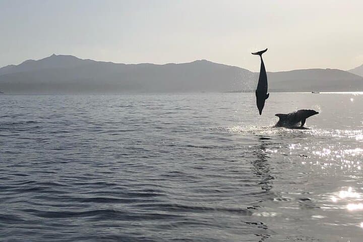 Dolphin Watching Boat Tour from Olbia: Figarolo Dolphin Safari (2 Hours) photo 4
