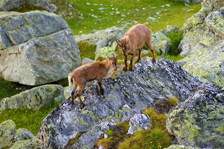 Guided Trekking in Vanoise National Park — Day Hike to Alpine Meadows & Glacial Views photo 3