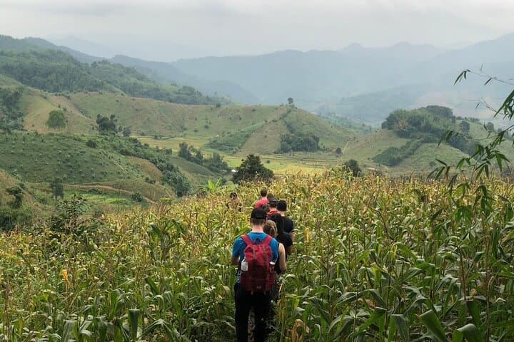 Chiang Rai Jungle Trek and Bamboo Cooking: Day Trek with Hill-Tribe Village Visits photo 4