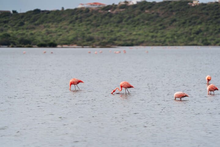 Curaçao Kunuku & Playa Kalki Beach Tour — Flamingos, Kas di Pal'i Maishi & Shete Boka photo 2
