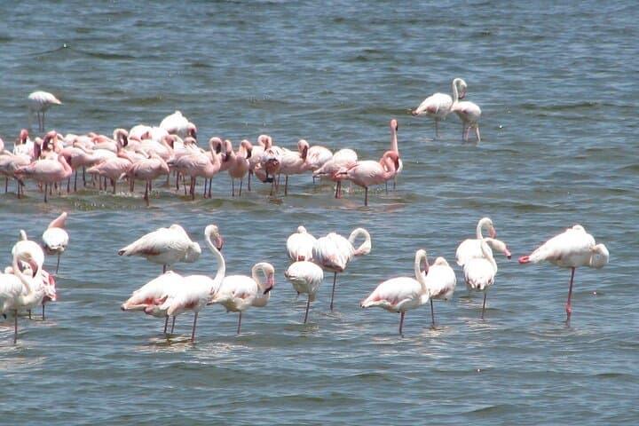 Walvis Bay to Swakopmund Shore Excursion: Flamingos, Dunes & Moonscape