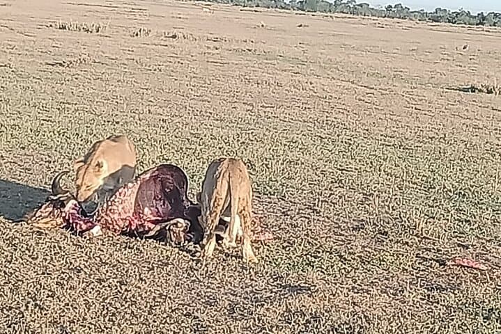 Budget 5-Day Kenya Safari: Naivasha, Nakuru & Masai Mara photo 3