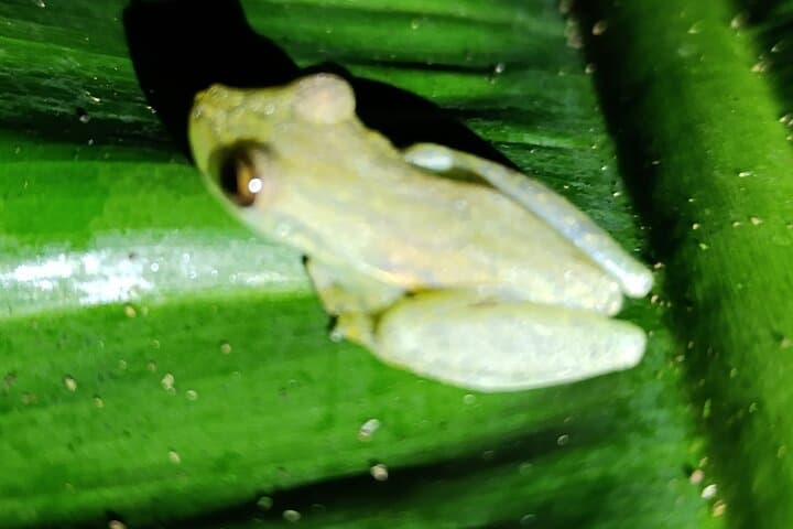 night-walk-tortuguero-glowing-fungi-and-nocturnal-wildlife photo 4