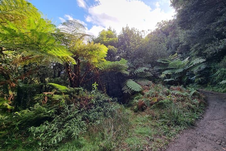 Half-Day 4x4 'Jurassic Park' Off-Road Tour from Funchal photo 6