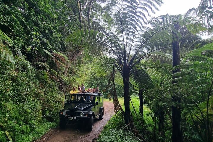 Half-Day 4x4 'Jurassic Park' Off-Road Tour from Funchal photo 5