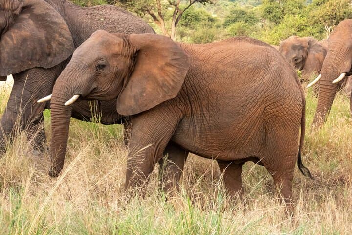 7-Day Tanzania Safari: Tarangire, Ngorongoro Crater & Serengeti Wildlife