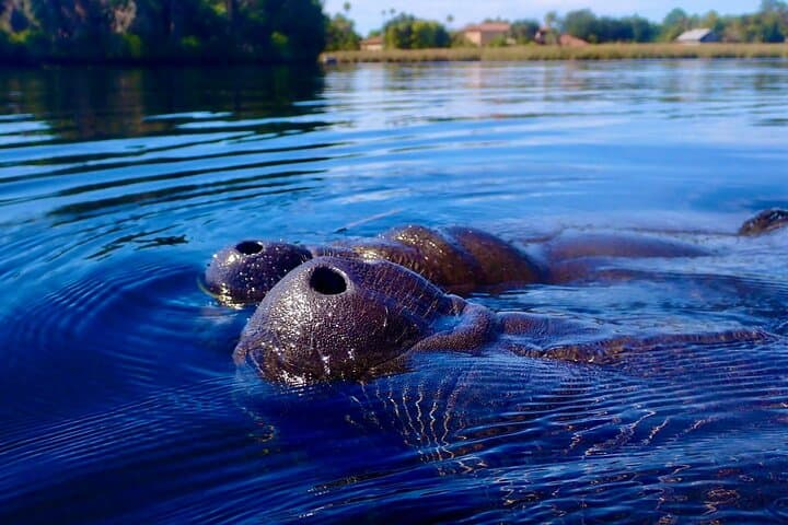 Exploring Crystal River’s Manatee Haven: A Private Eco Boat Tour photo 5