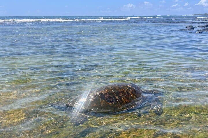 Exploring Hawaii’s Big Island: A Private Journey Through History and Local Gems photo 5