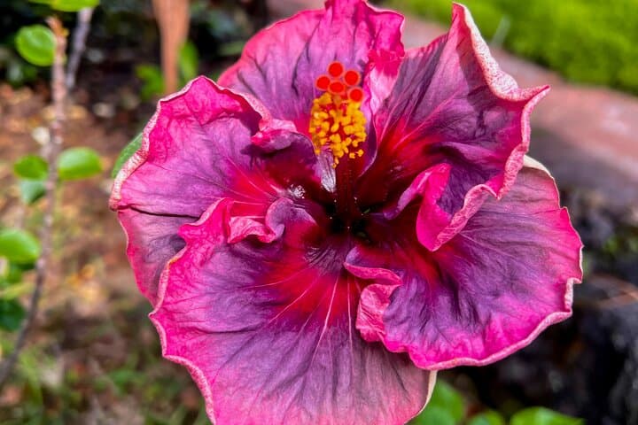 Exploring Hawaii’s Big Island: A Private Journey Through History and Local Gems