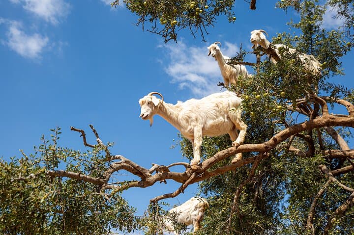Goats in Argan Trees and Kasbah Agadir Oufella: Half-Day Tour from Agadir photo 2
