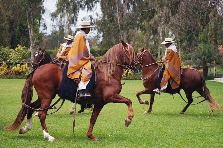 Lima Buffet Lunch, Dance Show & Peruvian Paso Horse Spectacle photo 3