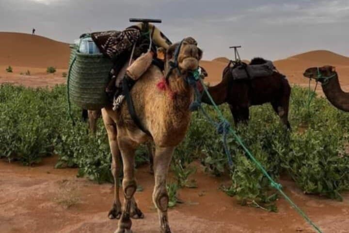 Erg Chigaga Overnight: Nomad Bivouac from M'Hamid — 2-Day Desert Experience photo 3