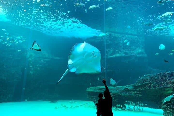 Cape Town Two Oceans Aquarium, Canal Cruise & Cape Wheel Experience