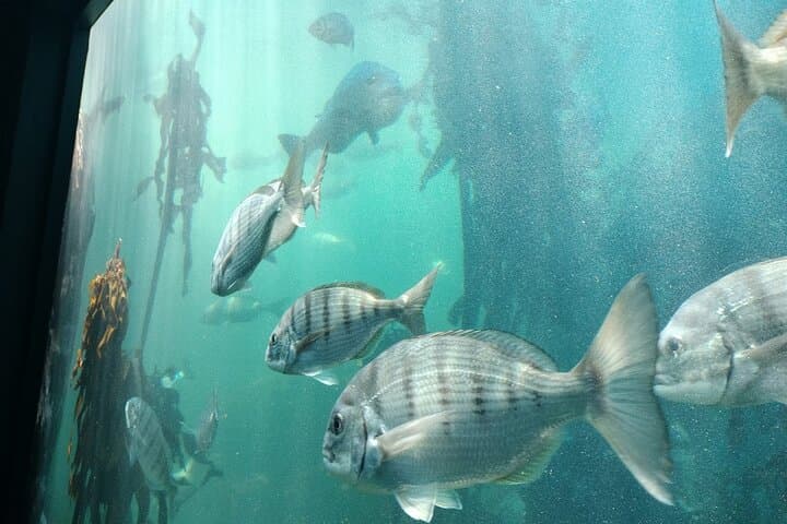 Cape Town Two Oceans Aquarium, Canal Cruise & Cape Wheel Experience photo 2