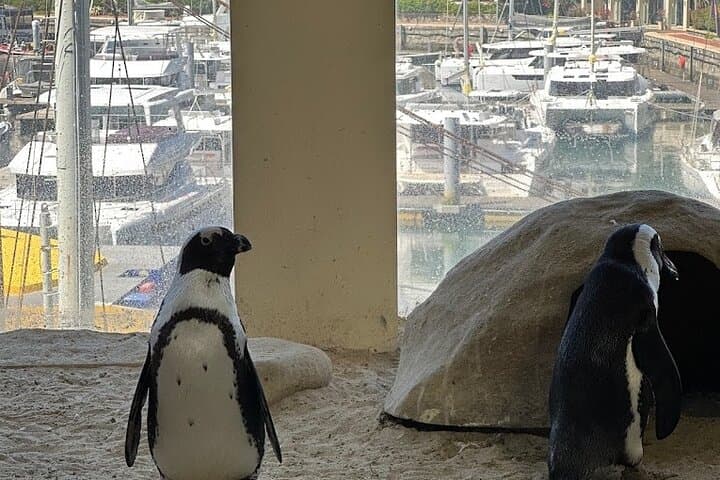 Cape Town Two Oceans Aquarium, Canal Cruise & Cape Wheel Experience photo 3