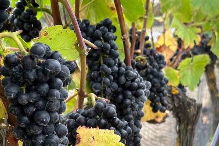 Martinborough Wine Tour from Wellington — Luxury Transfers & Cellar-Door Tastings photo 2