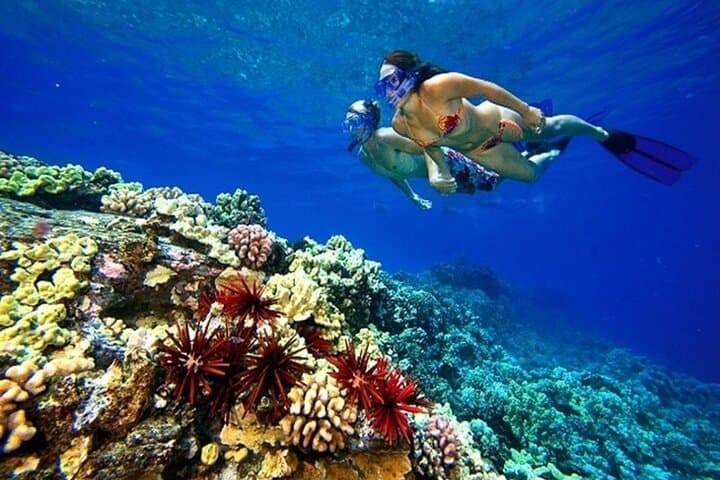 Tiran Island Snorkel & Dive — Red Sea Reefs from Sharm El Sheikh photo 6
