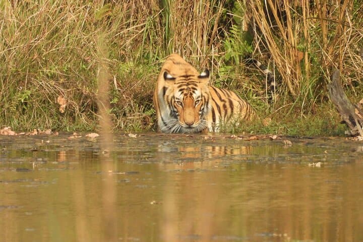 Bardia National Park: 5-Day Jungle Safari & Tiger Tracking in Nepal photo 3