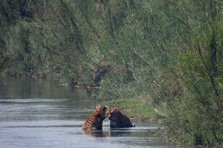 Bardia National Park: 5-Day Jungle Safari & Tiger Tracking in Nepal photo 4