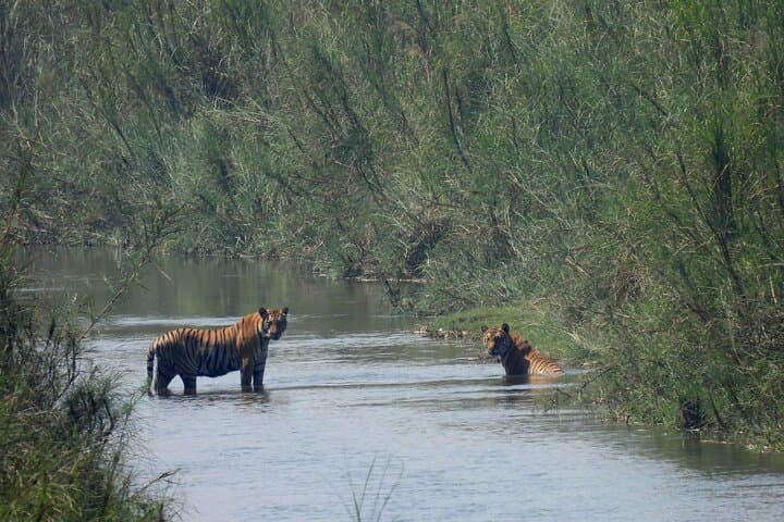 Bardia National Park: 5-Day Jungle Safari & Tiger Tracking in Nepal photo 6