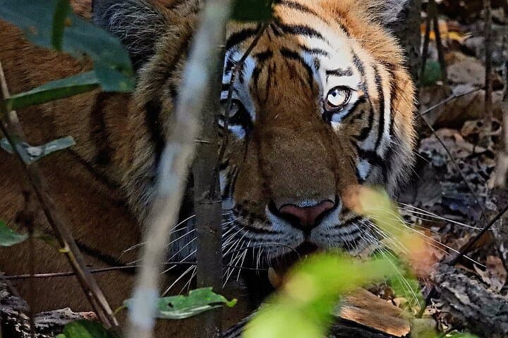 Bardia National Park: 5-Day Jungle Safari & Tiger Tracking in Nepal