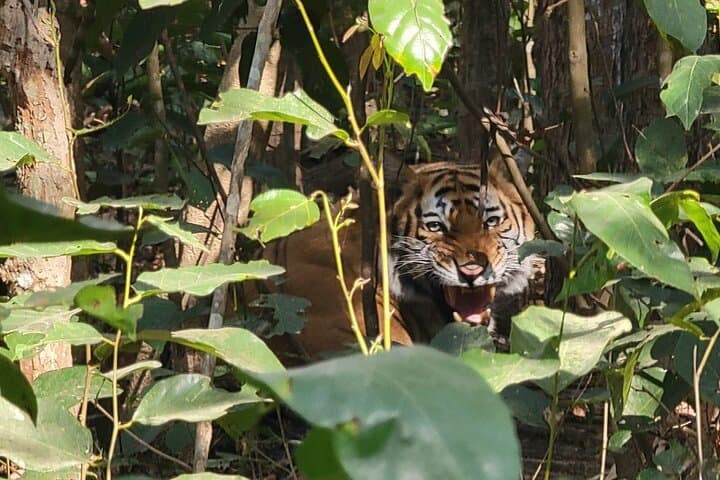 Bardia National Park: 5-Day Jungle Safari & Tiger Tracking in Nepal photo 2