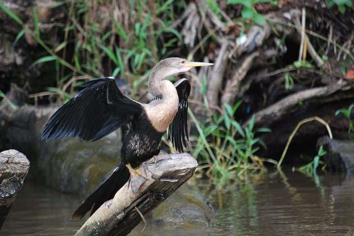 Tortuguero Canoe & Night Walking Tour — Canals, Birds and Nocturnal Wildlife