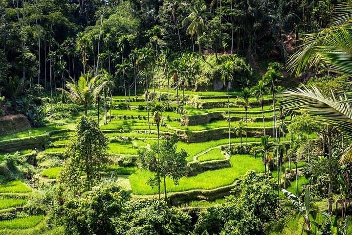Ubud Full-Day Private Tour: Monkey Forest, Tegalalang & Tirta Empul photo 4