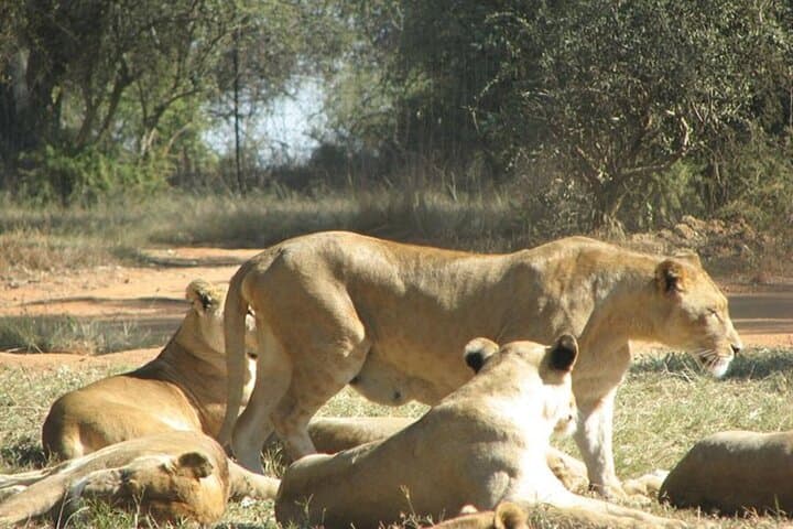 Crocoparc and Nomadic Lion Park: Agadir Safari Day Trip photo 2