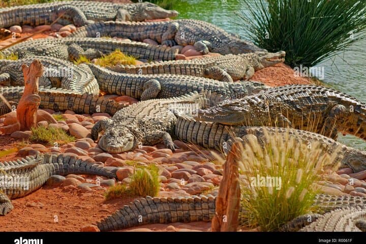 Crocoparc and Nomadic Lion Park: Agadir Safari Day Trip photo 5