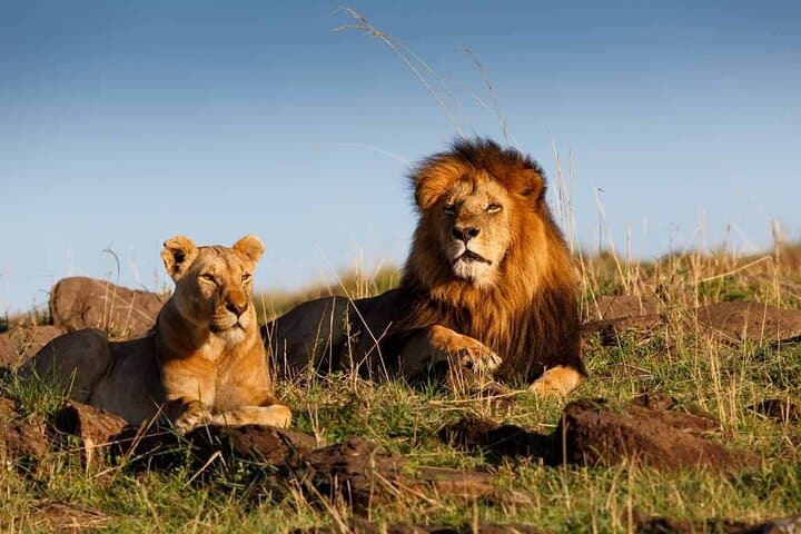 Crocoparc and Nomadic Lion Park: Agadir Safari Day Trip