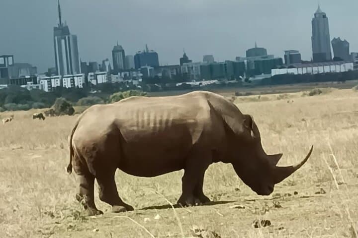 Explore Nairobi’s Wild Heart and Cultural Treasures on a Day Tour photo 2
