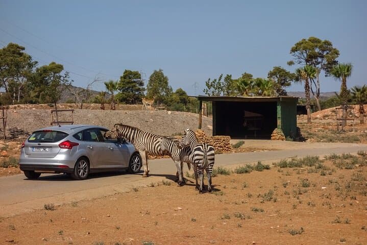 Zoosafari and Ostuni Mini‑Van Tour: Drive-Through Safari and White City Walk from Bari photo 3