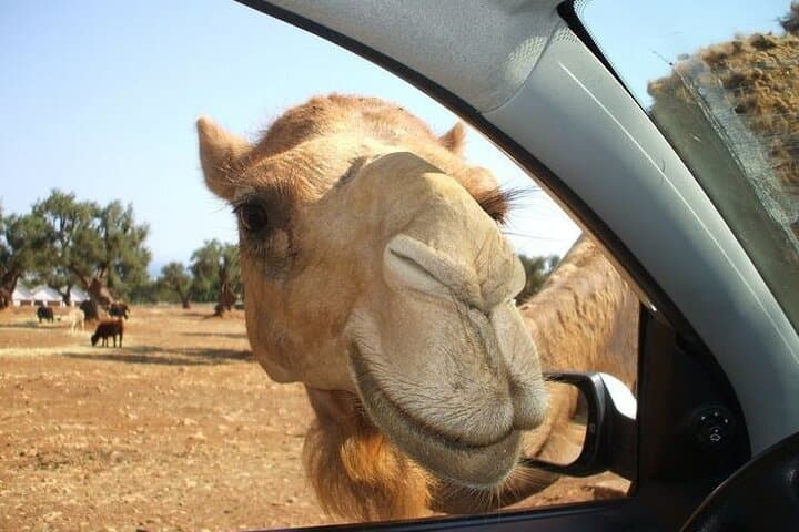 Zoosafari and Ostuni Mini‑Van Tour: Drive-Through Safari and White City Walk from Bari photo 2