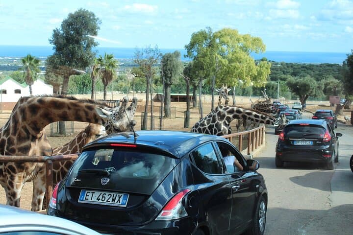 Zoosafari and Ostuni Mini‑Van Tour: Drive-Through Safari and White City Walk from Bari photo 4
