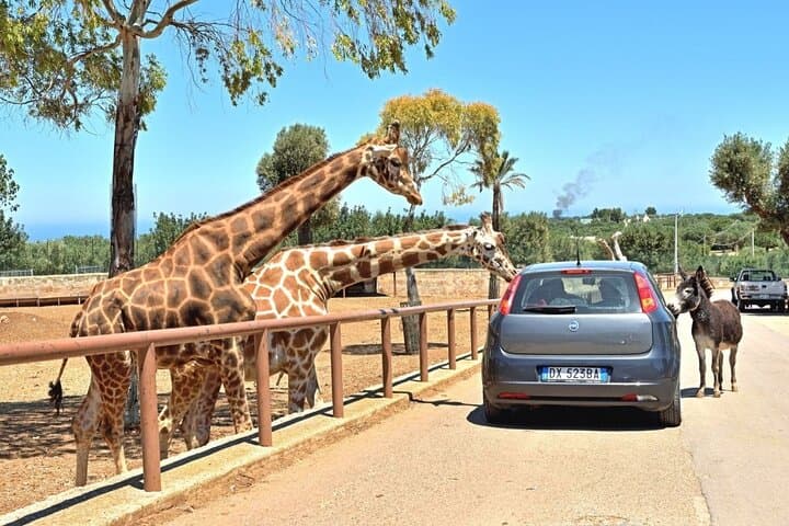 Zoosafari and Ostuni Mini‑Van Tour: Drive-Through Safari and White City Walk from Bari