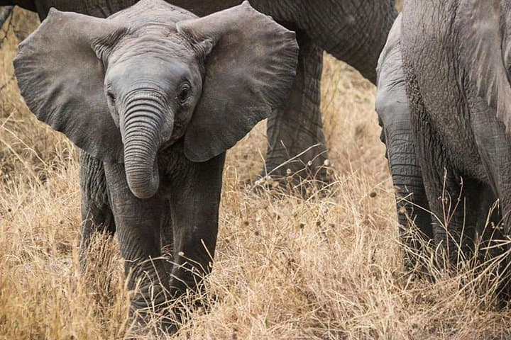 4-Day Mikumi & Udzungwa Safari: Sanje Falls Hike and Big-Game Drives