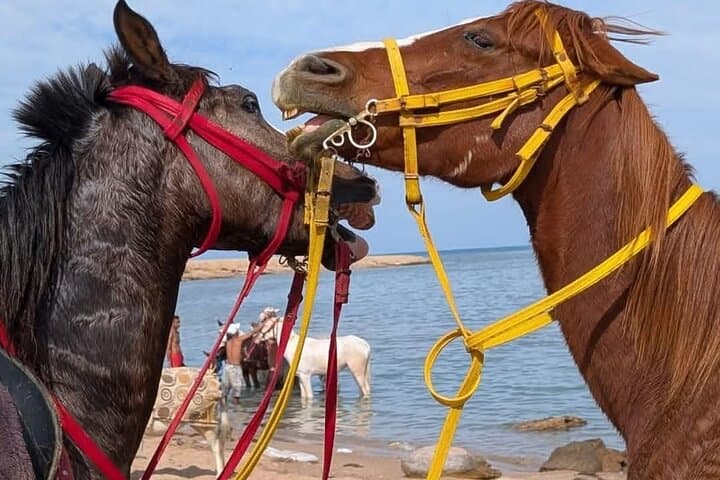 Horseback Riding on Hurghada’s Red Sea Coast: Desert Dunes to Beach Gallops