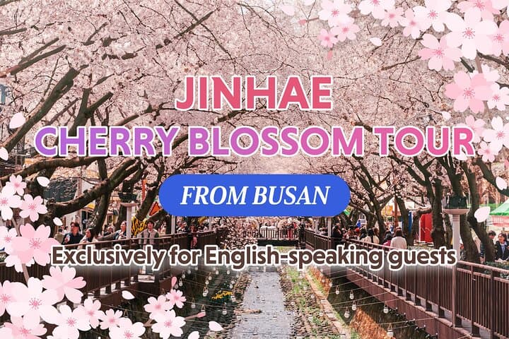 Jinhae Cherry Blossom Day Trip from Busan: Full-Day Spring Sakura Experience