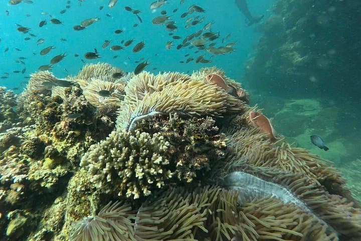 Phu Quoc South Island Snorkel & Beach BBQ — Small-Group Speedboat Tour photo 6