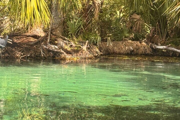 Crystal Kayak Tours on Florida’s Rainbow River — Guided Clear-Kayak & Snorkel Experience photo 6