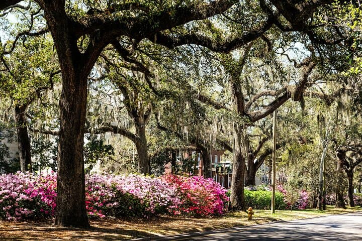 Savannah’s Sweet Streets: Historic Downtown Donut & Treats Walking Tour photo 6