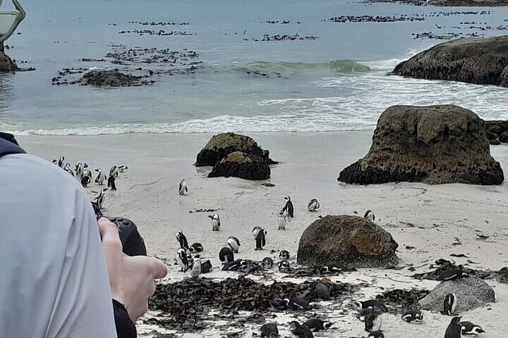 Table Mountain, Penguins & Cape of Good Hope: Full-Day Cape Peninsula Adventure photo 2
