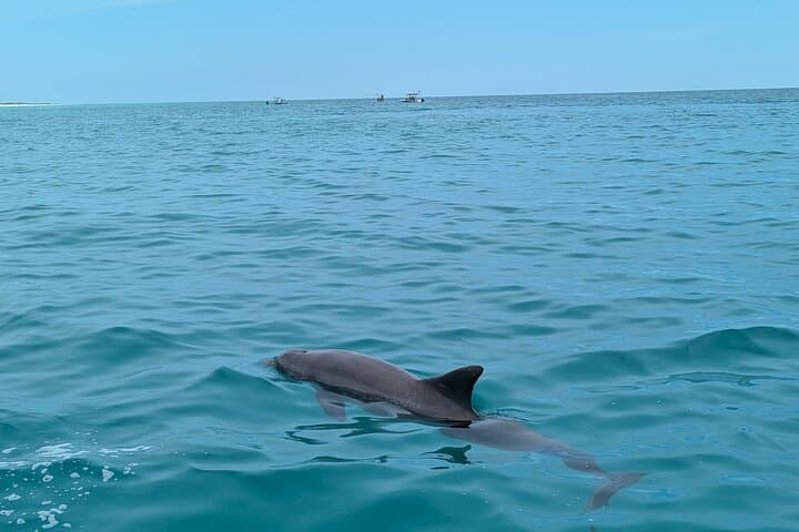 Private 2-Hour Dolphin & Shell Island Sightseeing Tour — Panama City Beach photo 5