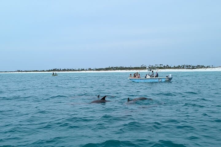 Private 2-Hour Dolphin & Shell Island Sightseeing Tour — Panama City Beach photo 6